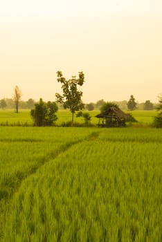 Asian rice field at sunset or sunrise