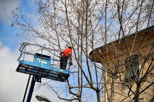 pruning of a tree in city