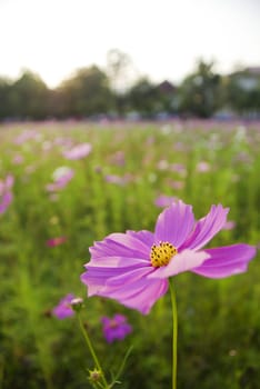 Beautyful Purple flora