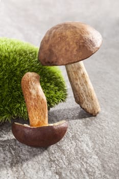 Couple of delicious fresh mushrooms with moss on natural stone background. Seasonal mushroom eating.
