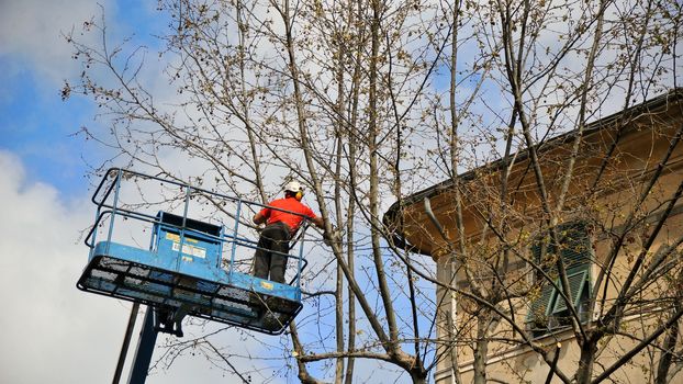 pruning of a tree in city