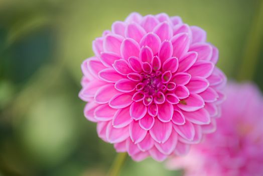 Close up of Pink Dahlia flowers on blurry background