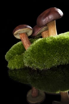 Three delicious fresh mushrooms with moss isolated on black background with reflection. Seasonal mushroom eating.