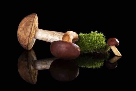 Fresh mushrooms with green moss isolated on black background. Culinary mushroom eating.