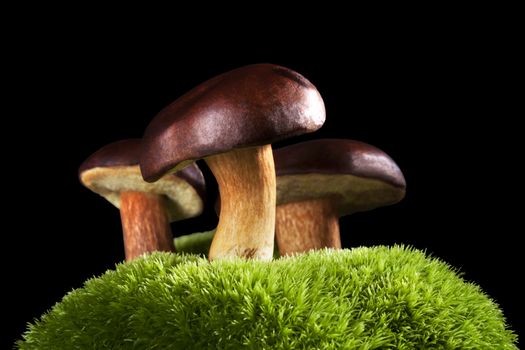 Three fresh mushrooms with moss on black background. Seasonal culinary mushroom eating.
