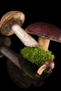 Delicious fresh mushrooms with moss isolated on black background. Culinary mushroom eating.