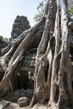 Ta Phrom. Siem Reap. Cambodia