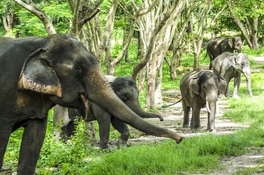 Asian elephant in forest