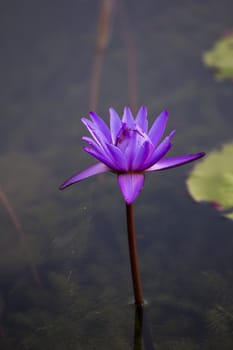 Lotus. Water lily flower