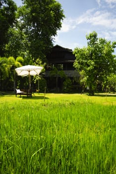 Rice field front of vintage wood house Thailand style