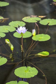 Lotus. Water lily flower