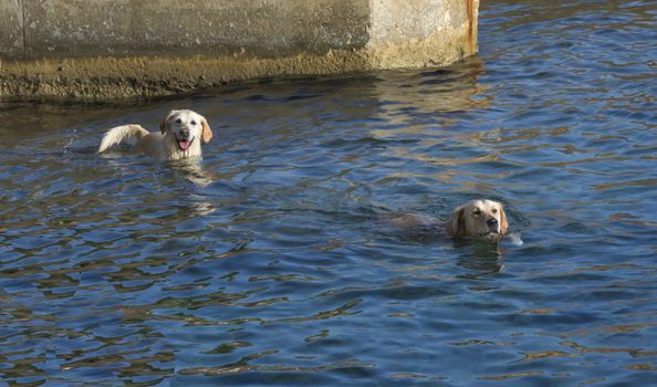 Two dogs swimming in blue ocean water. One of the dogs is happy and looks questioning, the other dog looks quite sour. It may be that the second dog says: did I say something wrong?