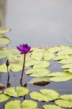 Lotus. Water lily flower