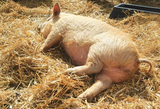 kune kune piglet sleeping on fresh straw