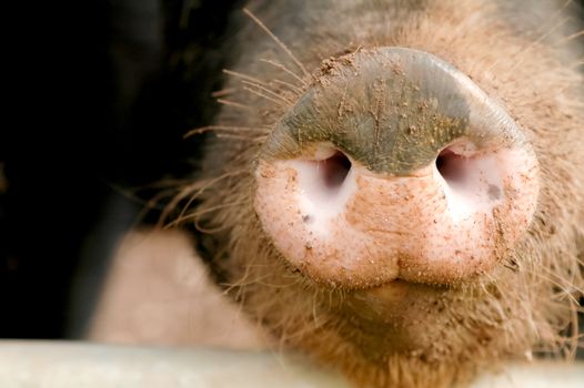 muddy pig snout close-up