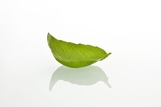 Basilicum leaf on white background