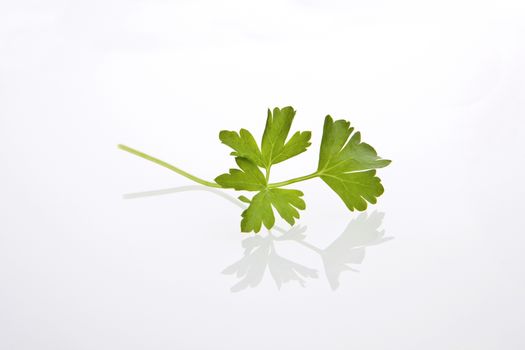 Parsley leaf on white background