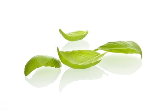 Fresh basil leaves on white background.