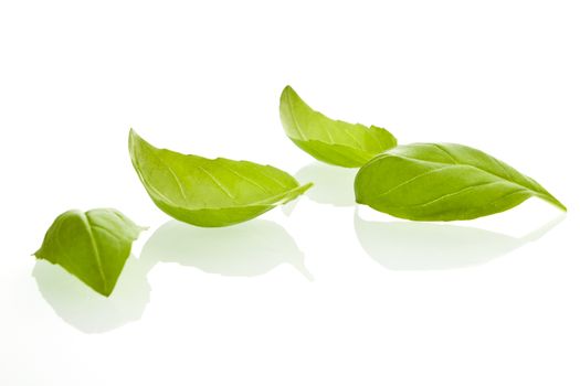 Fresh basil leaves on white background.