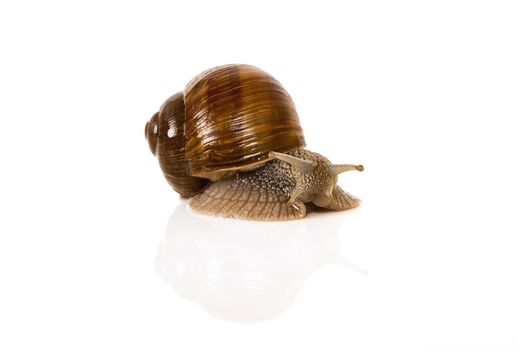 Snail on white background looking into the camera.