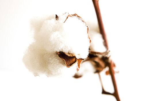 Ripe cotton bud cloes up on white background.