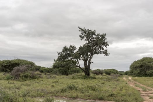 clouds and forest in national parc south africa