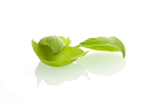 Fresh basil leaves on white background