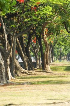 Tree with red flower at chiang mai. Thailand