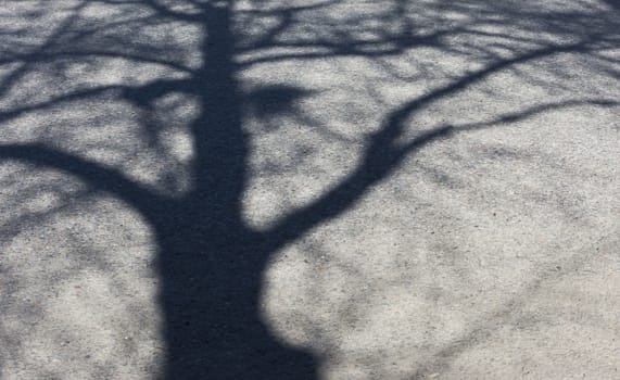 Tree shadow to the left on asphalt for background or copy space.
