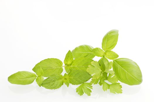 Culinary aromatic herbs collection isolated on white background. Mint, basil and parsley. 
