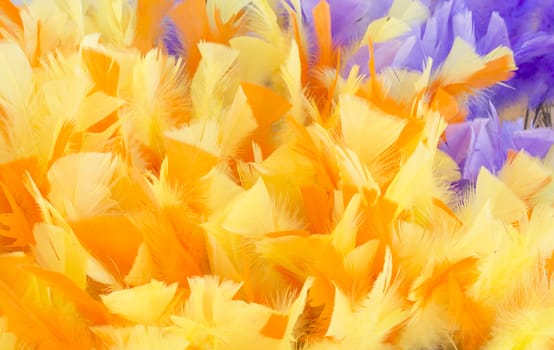Yellow Feather Background, full frame with corner of purple feathers.