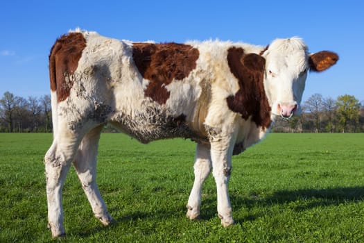 White and brown cow on green grass with blue sky