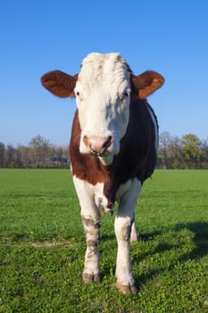 White and brown cow on green grass