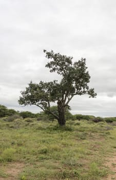 clouds and forest in national parc south africa