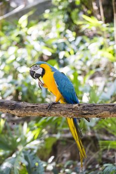 Blue yellow macaw