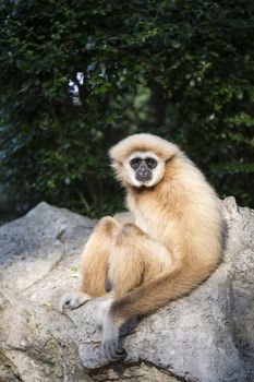 Gibbon White hand