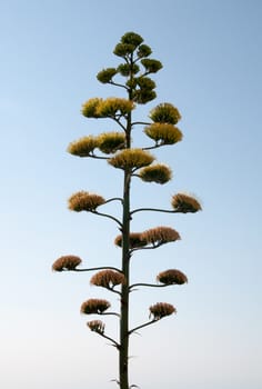 Agave plant flowering and blue sky.