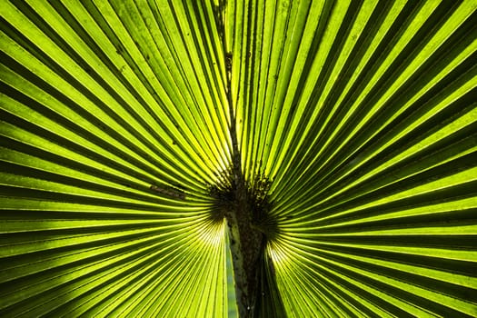 Green leaf texture background