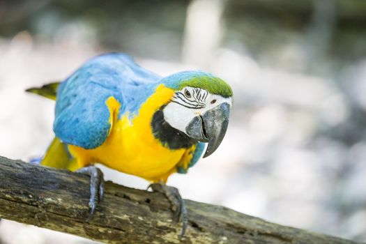 Blue yellow macaw