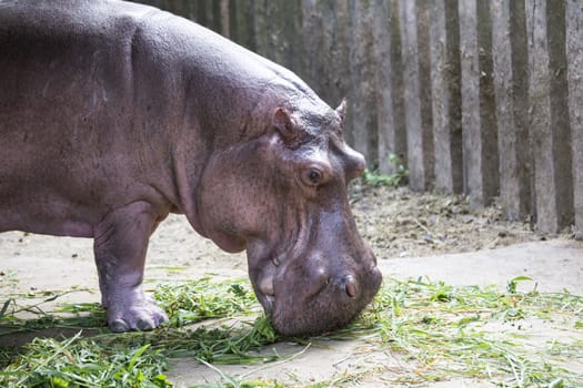 hippopotamus