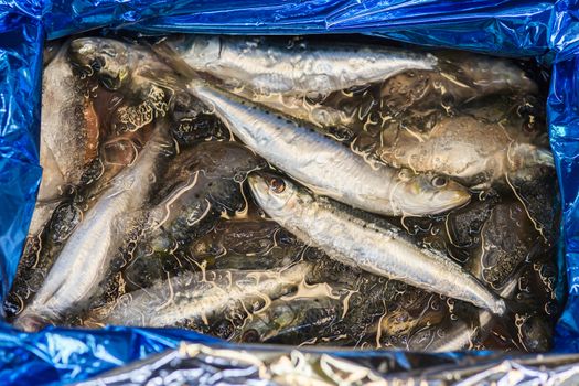 Fresh fish on ice on the market