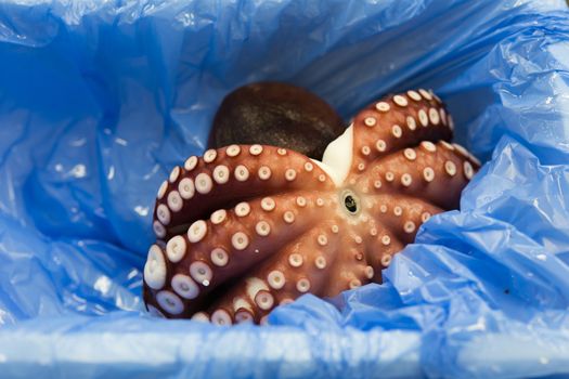 Octopus sell in Tsukiji market Japan