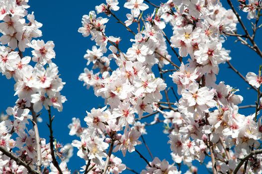 Almond blossoming on branches against a blue sky.