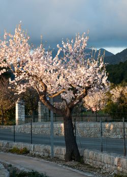 Luminous pink almond tree in rural Majorca, Balearic islands, Spain in February.
