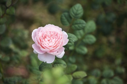 Rose queen of sweden