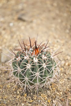 Cactus in garden