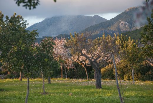 Spring mountain landscape with blossoming almond trees in the evening Mallorca, Balearic islands, Spain