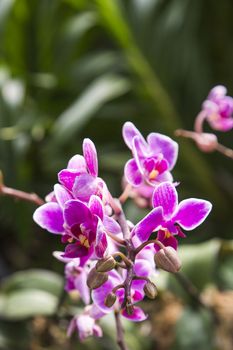 Thai orchid flowers