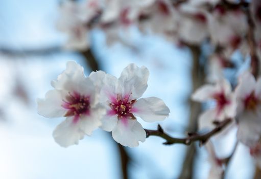 Two almond flowers on black twig, Majorca, Balearic islands, Spain in spring.