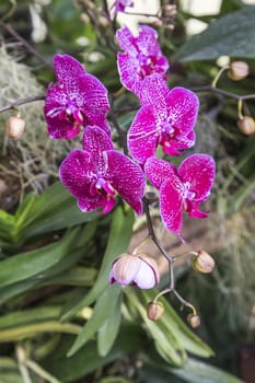 Thai orchid flowers